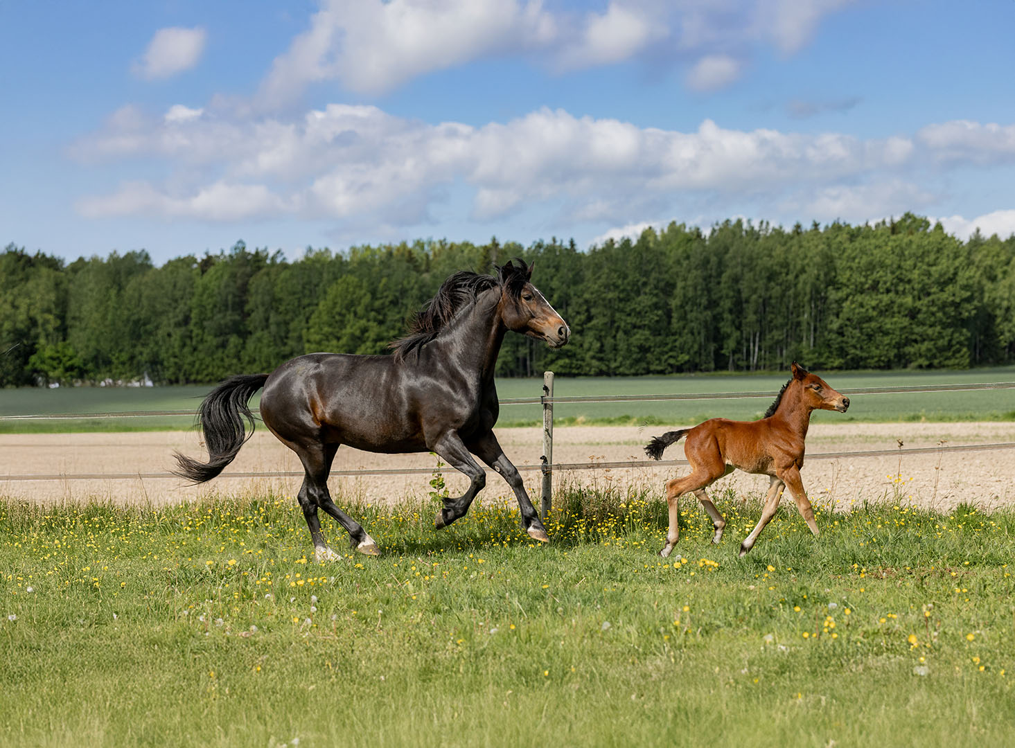 Ruerna Ranch